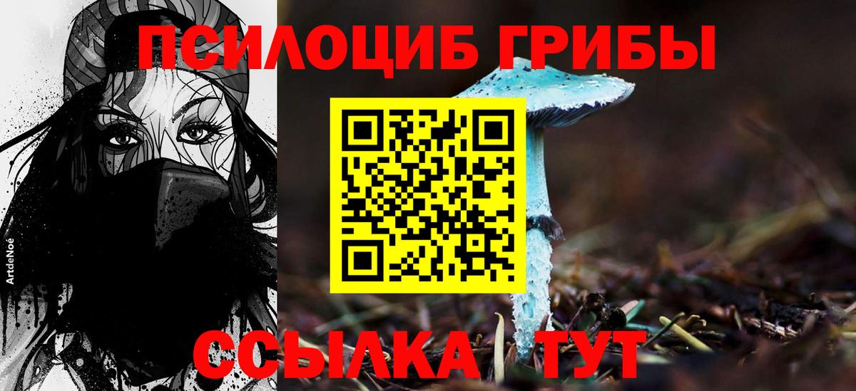 Галлюциногенные грибы Cubensis  Сосновый Бор 