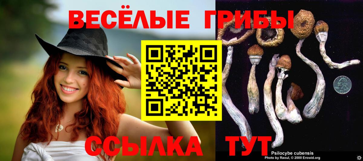 Псилоцибиновые грибы прущие грибы Сосновый Бор